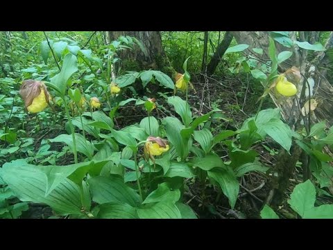 Видео: РЫБАЛКА НА РЕКЕ ПЕДЬЯ ( PEDJA JÕGI ), ЭСТОНИЯ
