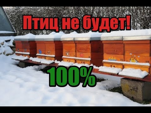 Видео: 100% способ от птиц на пасеке!! Как избавится от птиц на пасеке!! Пчелы будут живы! Зимовка 2022!