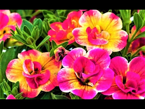 Видео: В эти яркие цветы сложно не влюбиться. Шикарные конкуренты петуниям