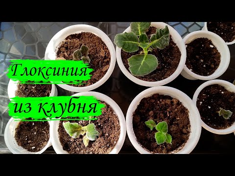 Видео: Глоксиния (синнингия). Посадка  клубнем.