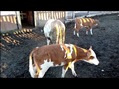 Видео: Выпустили телят побегать/Осень в деревне