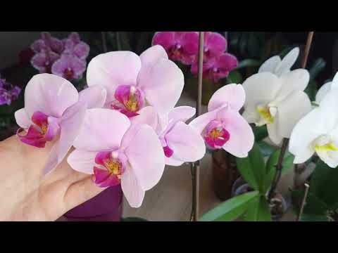 Видео: Почему важно не пересушить орхидеи, когда растет цветонос