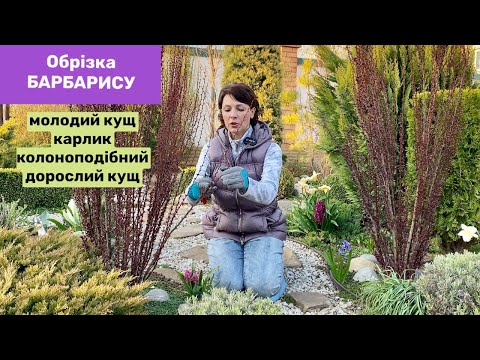 Видео: ОБРІЗКА БАРБАРИСУ. Як омолодити кущ барбарису, результат 💯