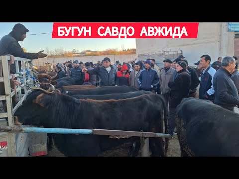 Видео: ХОРАЗМ ХАЗОРАСП МОЛ БОЗОРИ БОКИЛАДИГАН ВА СОЙИЛАДИГАН ХУКИЗЛАР НАРХИ 19 ОКТЯБРЯ 2025-ЙИЛ 