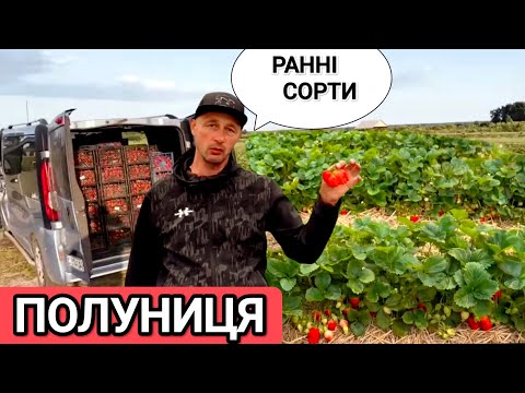 Видео: Топ ранніх сортів полуниці які я вирощую