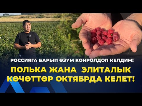 Видео: СӨЗҮБҮЗГӨ ТУРАБЫЗ! ӨСПӨЙ КАЛГАН КӨЧӨТТӨРДҮ КОМПЕНСАЦИЯ КЫЛЫП БРЕБИЗ!