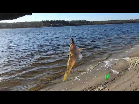 Видео: ЗАПОРОЖЬЕ РЫБАЛКА НА ДНЕПРЕ С НАСТЕНЬКОЙ ОГРОМНЫЙ МОНСТР ВЫГНУЛ КРЮЧОК... 17.11.2024