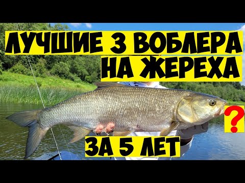 Видео: Топ приманок на ЖЕРЕХА! Лучшие воблеры на жереха!