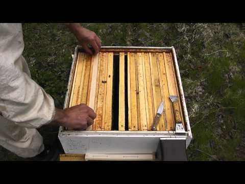 Видео: загружаю пчёл строительством сотов.