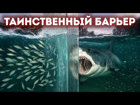 Видео: Животные останавливаются на этой невидимой границе - но почему?