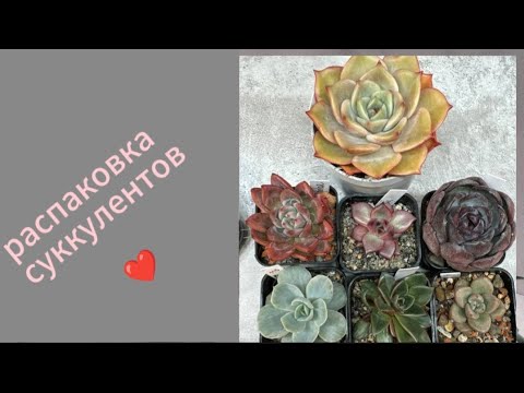 Видео: новинки приехали 🙏#суккуленты