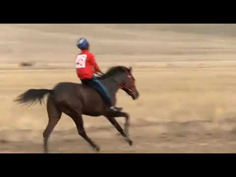 Видео: Қарасай батыр тойы Құнан бәйге