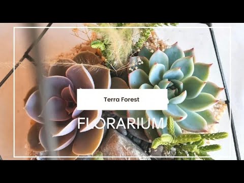 Видео: Уход за суккулентами флорариум техника тиффани. #флорариум