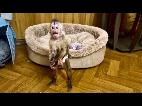 Видео: НАКОНЕЦ-ТО у нас получилось заснять для вас, как Финик стоит НА ЗАДНИХ ЛАПАХ!