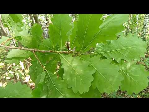 Видео: 8000 рублей за день, на дубовых вениках.