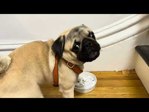 Видео: Перший раз годуємо собачок. Я dog sitter 29 жовтня 2025