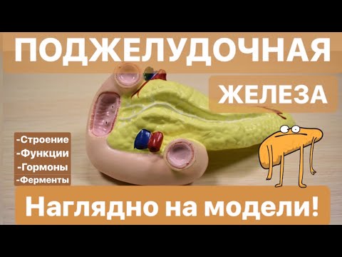 Видео: ПОДЖЕЛУДОЧНАЯ ЖЕЛЕЗА: строение и функции, для ОГЭIЕГЭ.Наглядное строение железы на модели.ЕГЭIОГЭ