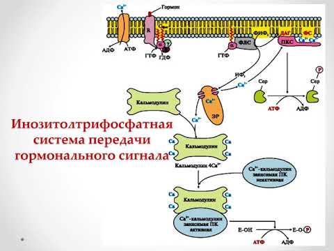 Видео: ІІ четверть Биология, 11 класс, Координация и регуляция, Передача гормональных сигналов