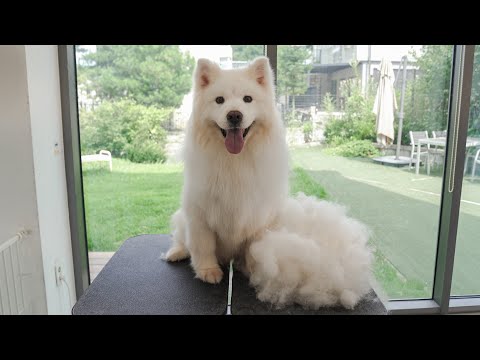 Видео: Сколько линяет самоед?