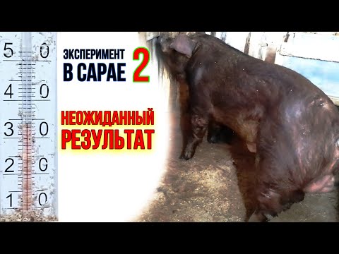 Видео: ХРЯК ВЗБЕСИЛСЯ НА БАКТЕРИЯХ | РЕЗУЛЬТАТ ТЕПЛОЙ ПОДСТИЛКИ