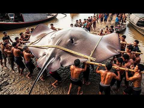 Видео: Невероятный улов! Гигантские скаты и мегалосось, потрясшие мир!