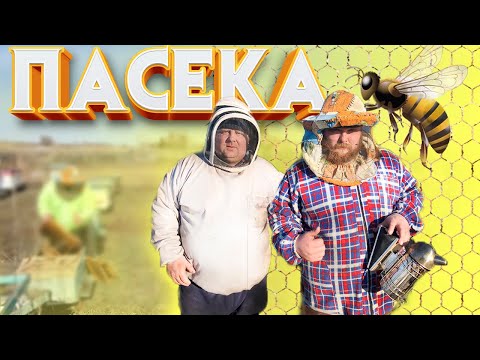 Видео: На Пельменя напали пчелы/ Сезон пасеки открыт/Bees attacked dumplings / apiary season opened