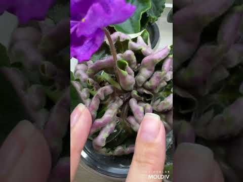 Видео: Обзорчики 26.06