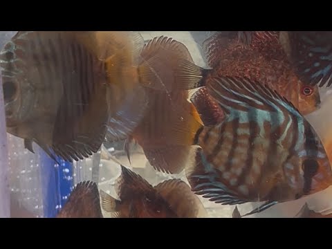 Видео: Пташиний ринок у Харкові. Осінь 2025. Життя під час війни