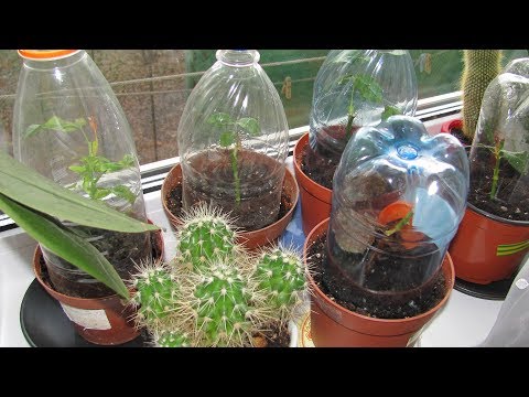 Видео: Растения из черенков  Как зимуют черенки дома