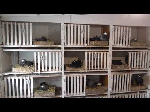 Видео: Курские голуби. Ранняя паровка и её итоги.