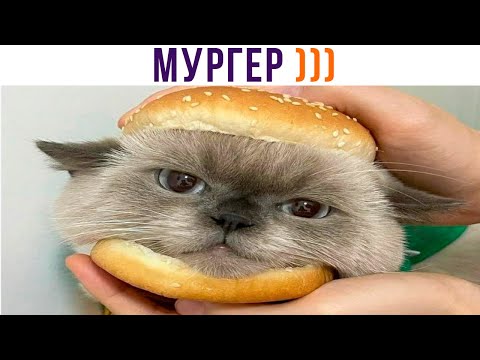 Видео: МУРГЕР))) Приколы с котами | Мемозг 881