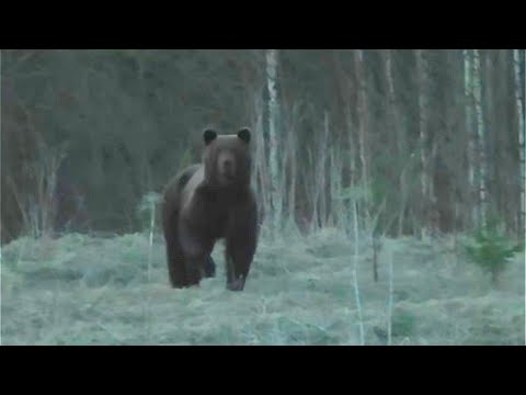 Видео: ВСТРЕТИЛСЯ С МЕДВЕДЕМ НОЧЬЮ. В ОДИНОЧКУ ИДУ НА МЕДВЕДЯ. ДО УЖАСА ОСТОРОЖНЫЙ ЗВЕРЬ-БУРЫЙ ХИЩНИК.