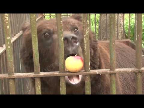 Видео: Александровский медведь