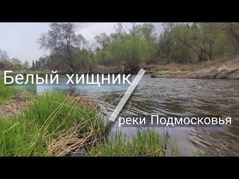 Видео: реки Подмосковья / ловля голавля на воблеры
