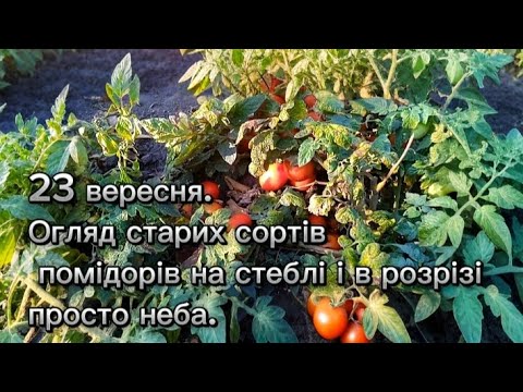 Видео: 23 вересня. Огляд старих сортів помідорів на стеблі і в розрізі просто неба.