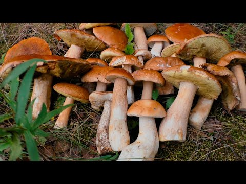 Видео: Сбор грибов в Августе 2021,белые еловые проснулись)))