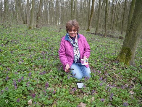 Видео: Жизнь хохлатки: короткая, но яркая