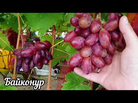 Видео: Виноград Байконур