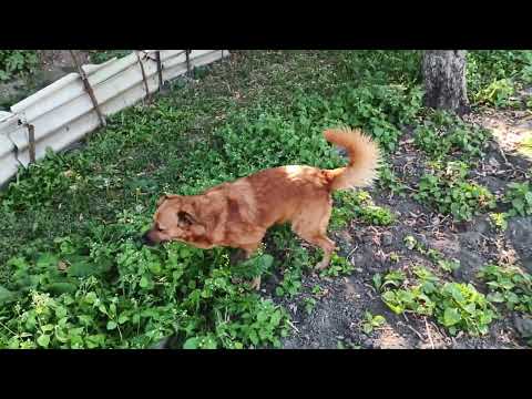 Видео: Вот и осень! 🐶🦮🐕