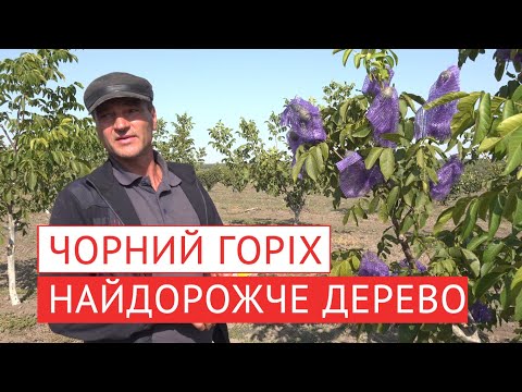 Видео: ЧОРНИЙ ГОРІХ: значення, вирощування, перспективи...