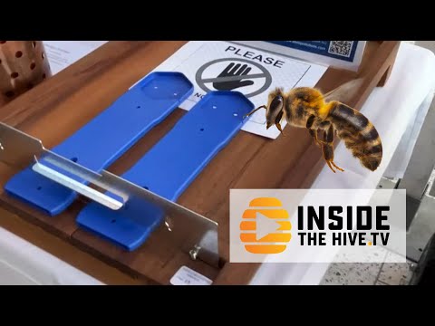 Видео: Он СИНИЙ и помогает МЕДОНОСНЫМ ПЧЕЛАМ!