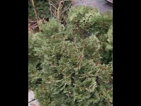 Видео: Вечнозеленые в саду зимой