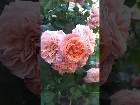 Видео: Троянда Мері Енн (Mary Ann) - це чарівна, ароматна 🌹 з неймовірним цвітінням... завоювала серце 💓