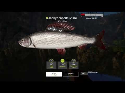 Видео: Russian Fishing 4 #11 | Стрим 08.09.2024