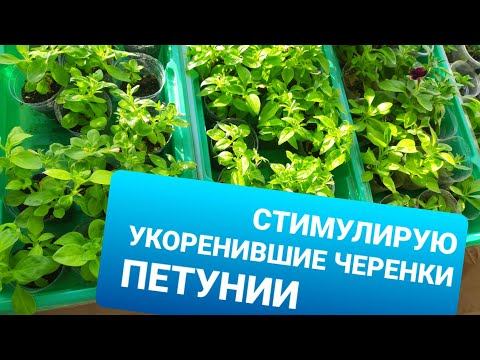Видео: ЧЕРЕНКИ ПЕТУНИИ УКОРЕНИЛИСЬ. СТИМУЛИРУЮ КОРНЕВУЮ СИСТЕМУ ДЛЯ ХОРОШЕГО РАЗВИТИЯ.