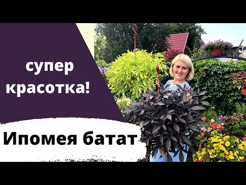 Видео: Ипомея батат - супер цветок! В саду может быть не только петуния!