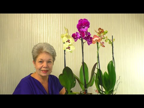 Видео: Орхидеи. Мои НОВИНКИ 😊 УХОД за Орхидеями. Фунгицид Максим и Зеленое мыло. Ответы на ВОПРОСЫ НОВИЧКОВ