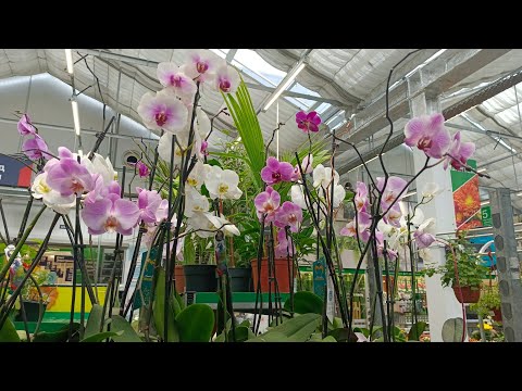 Видео: 🌿УЦЕНКА ЦВЕТОВ в БАУЦЕНТРЕ💚