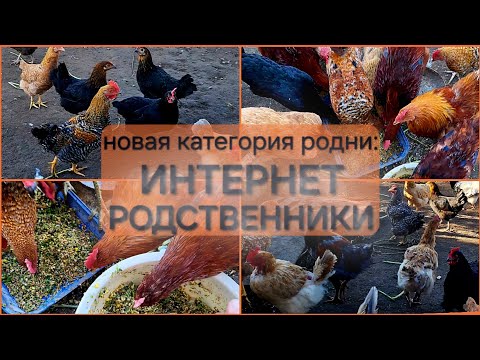 Видео: Потрепаться я люблю👱🏼‍♀️/Кормёжка курей по-моему/Что завтракать буду🥔/ОДНА В ДЕРЕВНЕ