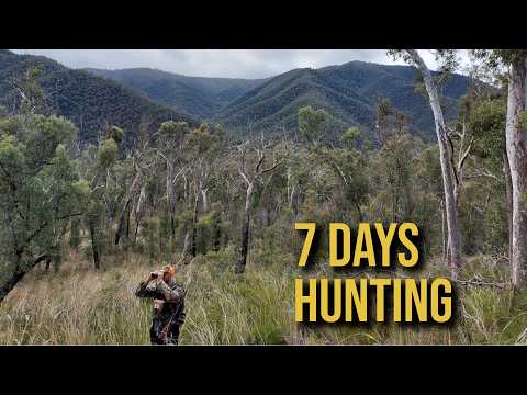 Видео: 7 дней охоты на самбара в отдалённой горной местности Воннангатта | Австралийская дикая природа